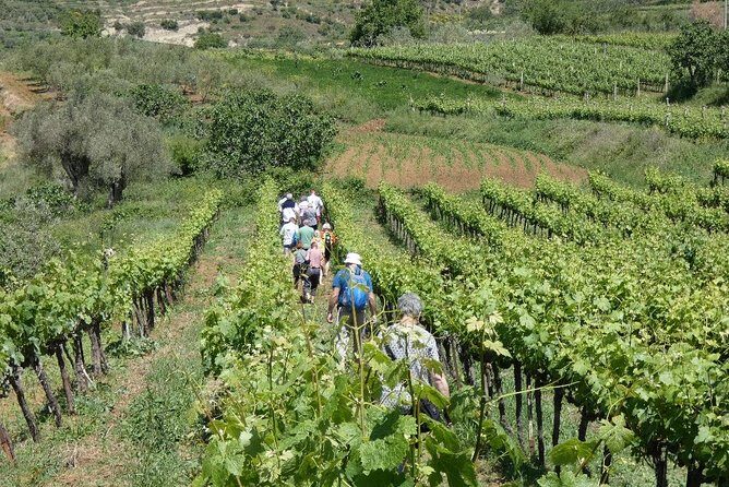 Winetasting tour in Alpeta winery - Roshnik village by 1001 Albanian Adventures - The Sum Up