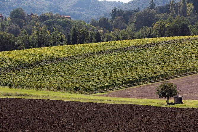 Winetour and tasting on Bologna hills, guided by the wine grower - Key Points