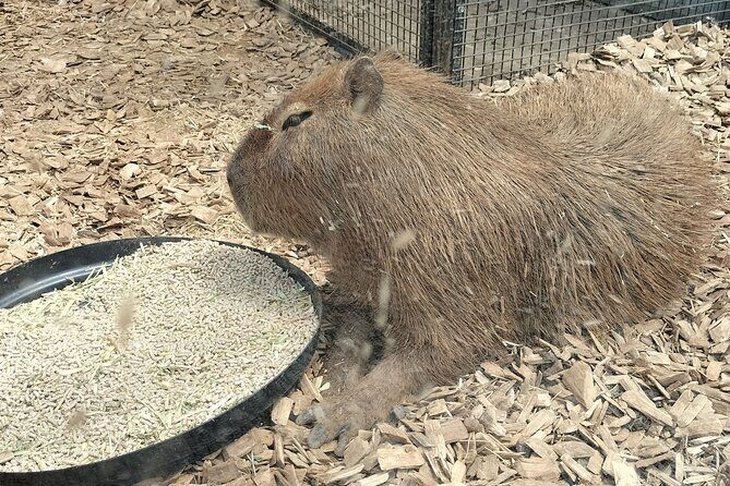 Wings Wildlife Park and Scenic Tour - Practical Tips for Travelers