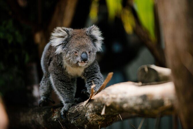 Wings Wildlife Park Shuttle, Burnie Shore Excursion - Who Will Appreciate This Tour?