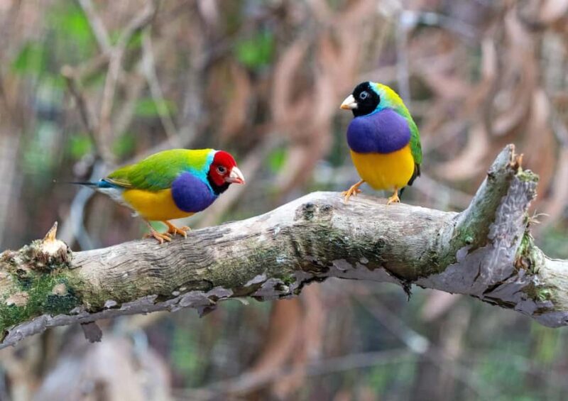 Wings & Wilds of Canberra Tidbinbilla Half-Day Private Tour - Final Thoughts