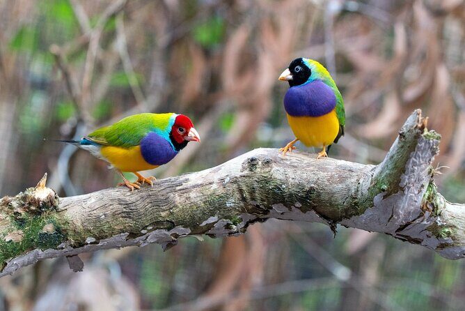 Wings & Wilds of Canberra: Tidbinbilla Half-Day Private Tour - Who Will Love This Tour?