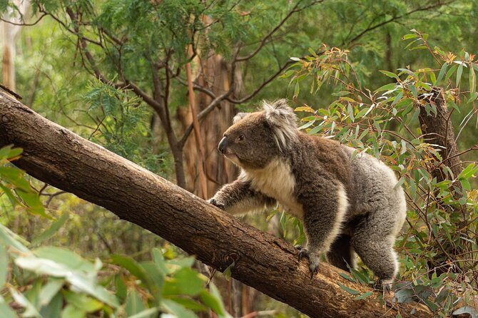 Wings & Wilds of Canberra: Tidbinbilla Half-Day Private Tour - Final Thoughts
