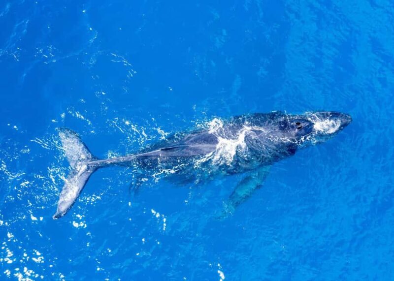 Winona Whale Watching Cruise - Maalaea Harbor - Winona Whale Watching Cruise - Maalaea Harbor: An Authentic Maui Marine Experience