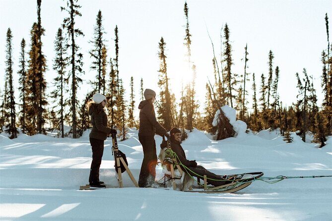 Winter Dog Sled Tour: Day or Night. - The Complete Experience: What to Expect