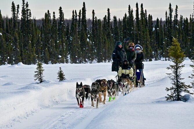 Winter Dog Sled Tour: Day or Night. - The Real Stories: Authentic Traveler Experiences