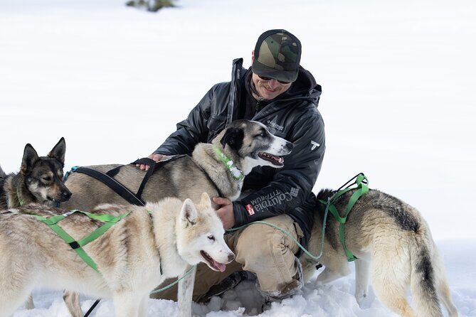 Winter Dog Sled Tour: Day or Night. - The Sum Up: Who Should Consider This Tour?
