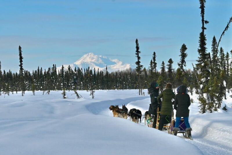 Winter Dog Sled Tour Day or Night Mush! - Why This Tour Is Worth It