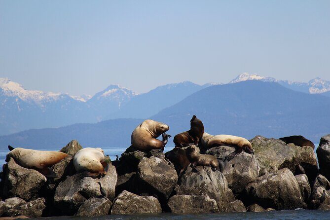 Winter Eco Tours on the Salish Sea Wildlife Adventures - An In-Depth Look at the Experience