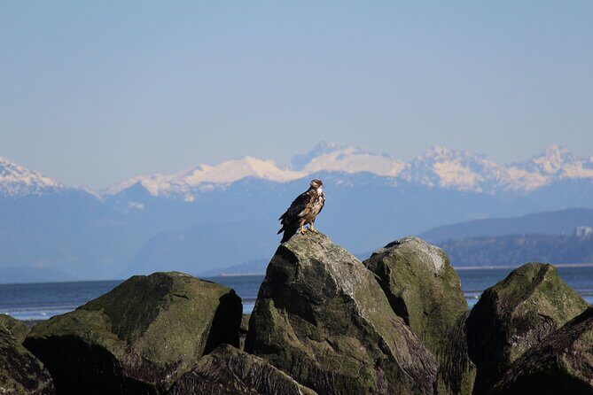 Winter Eco Tours on the Salish Sea Wildlife Adventures - Final Thoughts