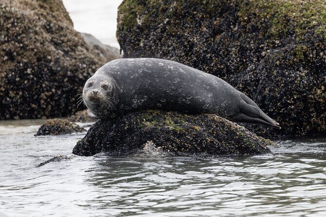 Winter Eco Tours on the Salish Sea Wildlife Adventures - FAQ