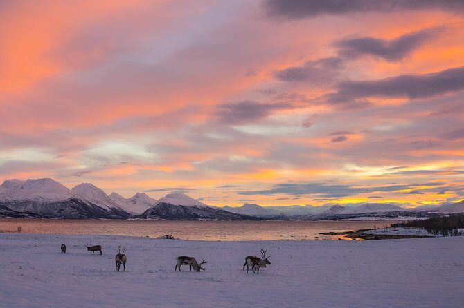 Winter Fjord Road Trip with Citizen Science with Wandering Owl - Who Will Love This Tour?