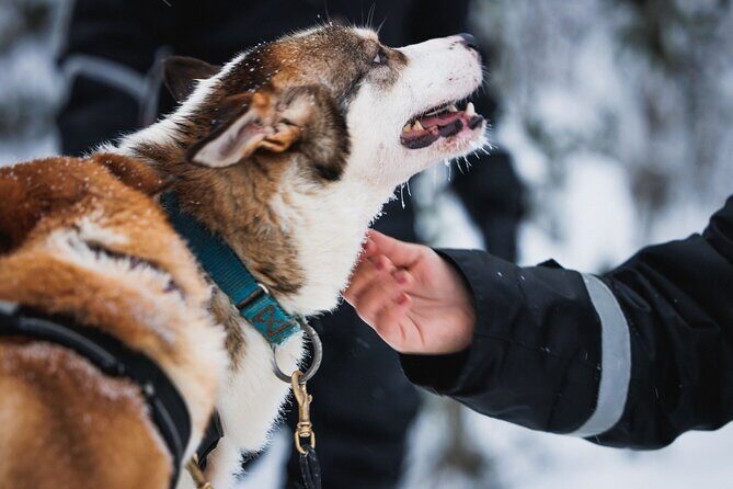 Winter highlights: Snowmobile, Arctic Animals And Santa`s Village - A fun-filled day exploring Arctic wildlife, snowmobiling, and Santa Claus Village in Rovaniemi
