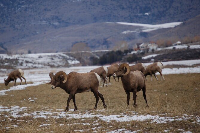Winter in Yellowstone Wildlife Tour - Who Would Love This Tour?