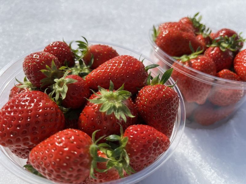 Winter Strawberry Picking and Tasting Experience (Near Sapporo) - Strawberries in Tobetsu, even in midwinter