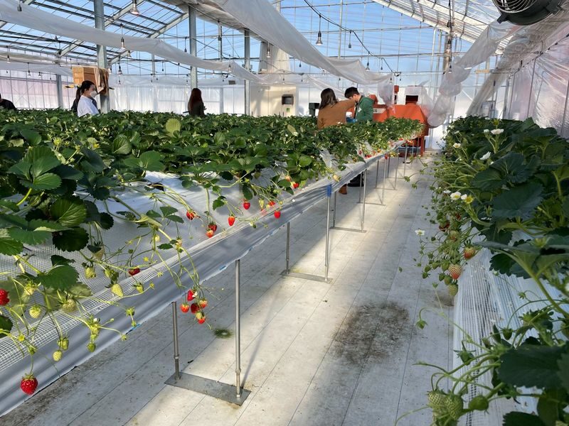 Winter Strawberry Picking and Tasting Experience (Near Sapporo) - Four varieties, one short picking session