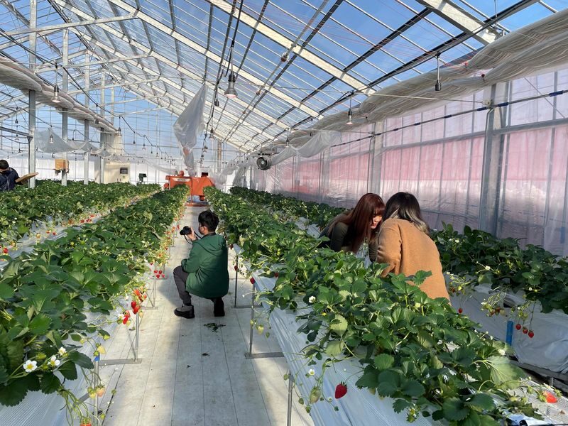 Winter Strawberry Picking and Tasting Experience (Near Sapporo) - What the price buys, and what it does not