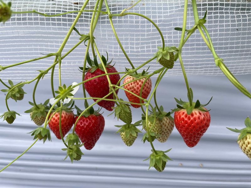 Winter Strawberry Picking and Tasting Experience (Near Sapporo) - A good fit for winter visitors, families, and fruit fans