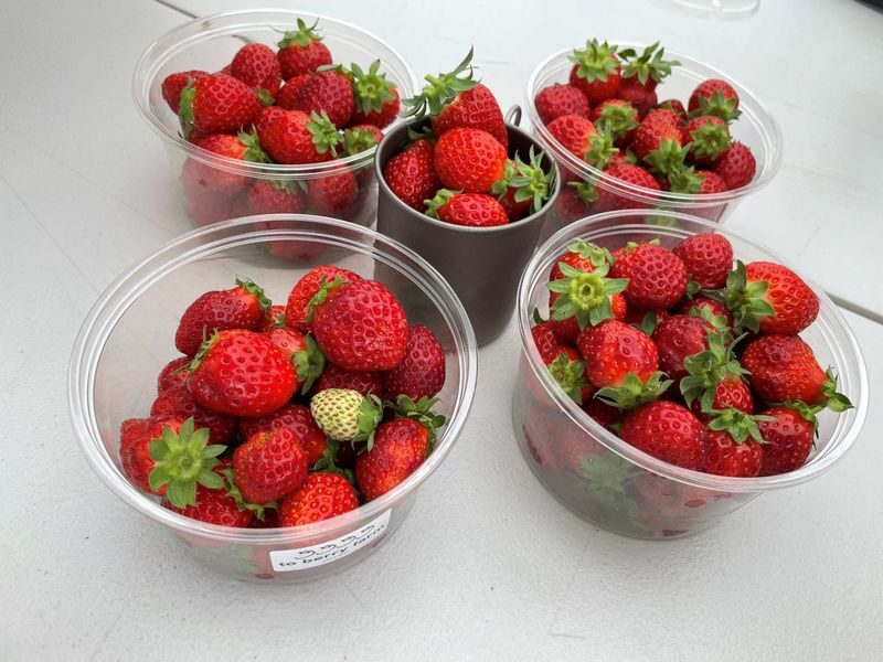 Winter Strawberry Picking and Tasting Experience (Near Sapporo) - Should you book the winter strawberry outing?