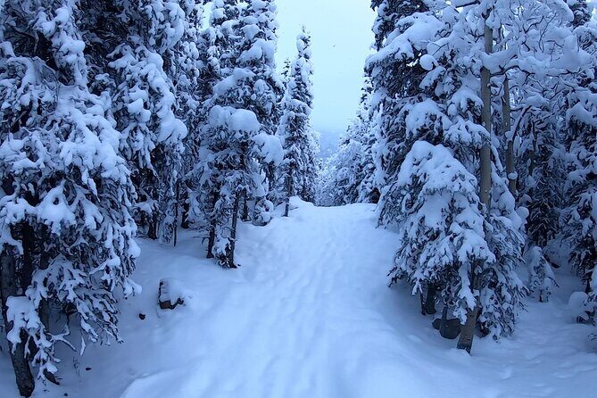 Winter Valley and Forest Hike - In-Depth Look at the Winter Valley and Forest Hike