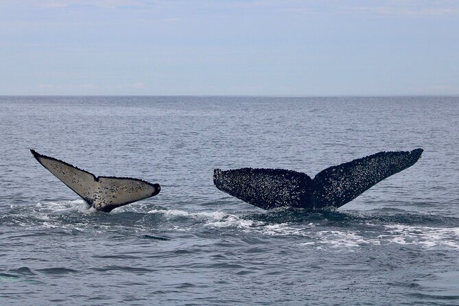 Winter Victoria Whale and Wildlife Covered Vessel Tour - FAQ
