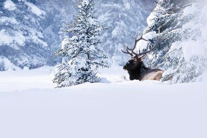 Winter Wildlife Discovery Tour - Experience the Wilds of Jasper with the Winter Wildlife Discovery Tour