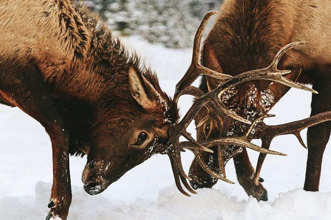 Winter Wildlife Discovery Tour - Frequently Asked Questions