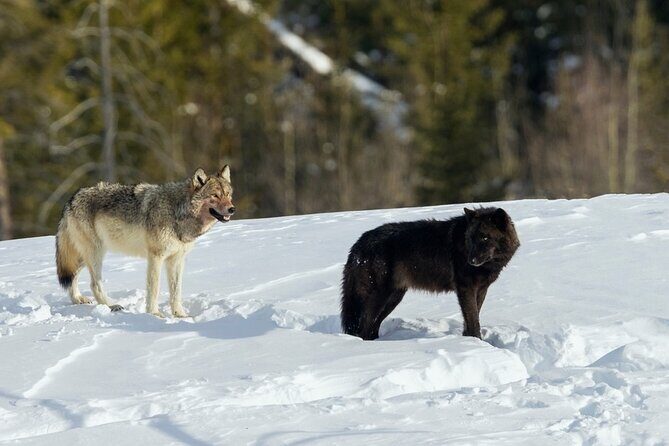 Winter Wildlife Safari in Yellowstone National Park - Key Points
