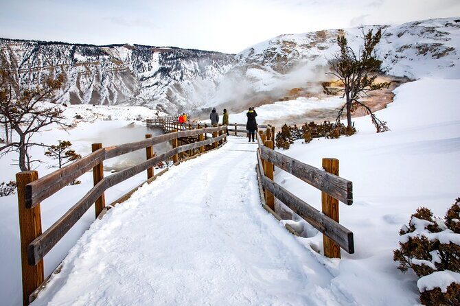 Winter Wildlife Safari in Yellowstone National Park - What the Tour Means for You
