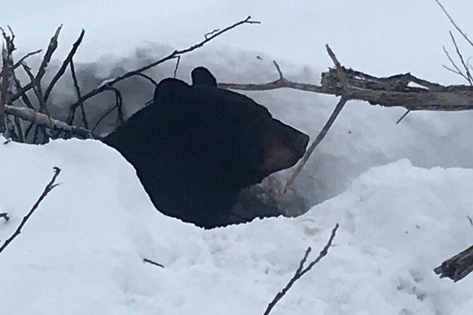 Winter - Wildlife & Turnagain Arm Tour - Who Will Love This Tour?