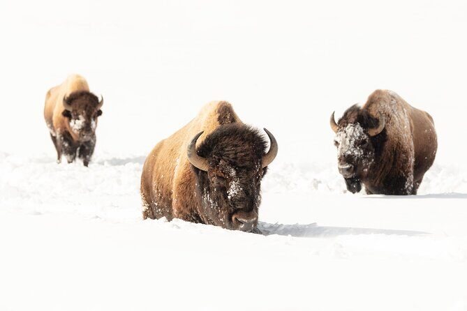 Winter Wildlife Watching Private Tour - Discover Yellowstone’s Winter Wildlife with a Private Tour