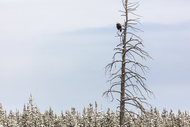 Winter Wildlife Watching Private Tour - Value and Practicality
