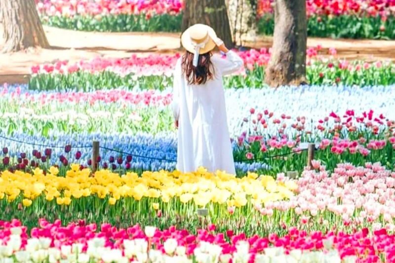 Wisteria Season Limited: Day Trip from Tokyo: Hitachi Seaside Park + Kamisuso Torii Gate + Ashikaga Flower Park - The details that matter most