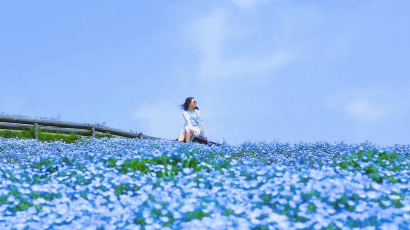 Wisteria Season Limited: Day Trip from Tokyo: Hitachi Seaside Park + Kamisuso Torii Gate + Ashikaga Flower Park - Three spring sights, one ambitious day