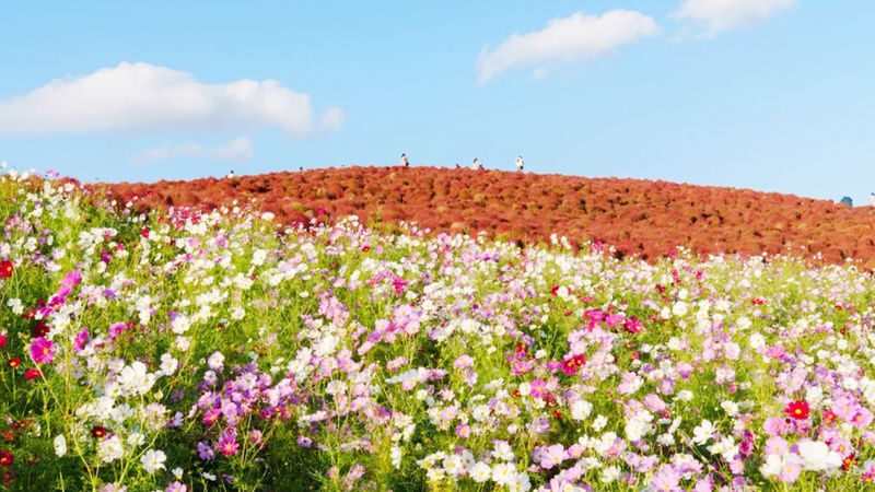Wisteria Season Limited: Day Trip from Tokyo: Hitachi Seaside Park + Kamisuso Torii Gate + Ashikaga Flower Park - Kamiiso Torii: a shrine gate at the water’s edge
