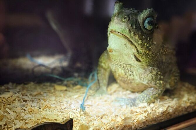 Wizard School Escape Room Colorado - The Sum Up