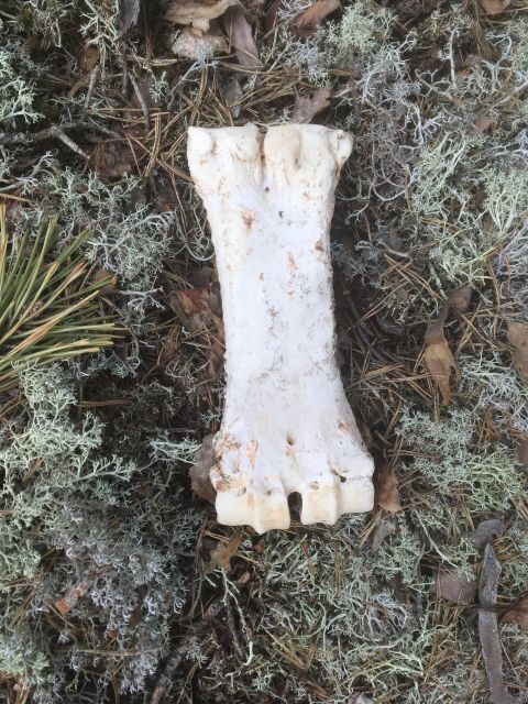 Wolf and Wildlife Tracking in Sweden - Key Points