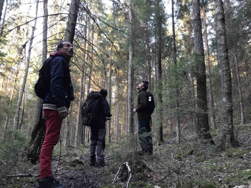 Wolf and Wildlife Tracking in Sweden - Why This Tour Offers Great Value