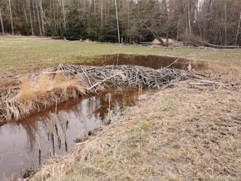 Wolf and Wildlife Tracking in Sweden - FAQs