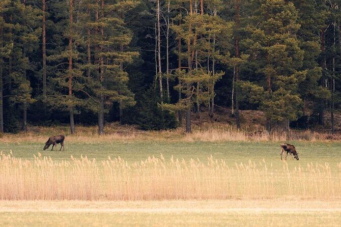 Wolf and Wildlife Tracking in Sweden - The Included Experiences and Equipment