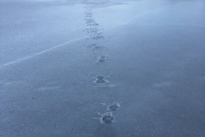 Wolf and Wildlife Tracking in Sweden - Detailed Breakdown of the Experience