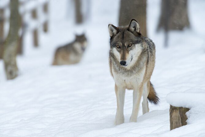 Wolf and Wildlife Tracking in Sweden - Authenticity and Value