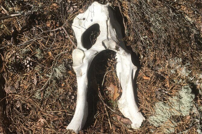 Wolf and Wildlife Tracking in Sweden - Who Will This Tour Suit Best?