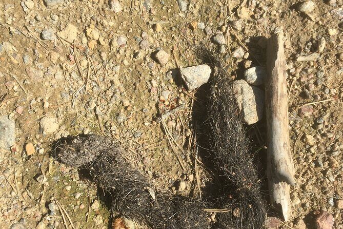 Wolf and Wildlife Tracking in Sweden - FAQs