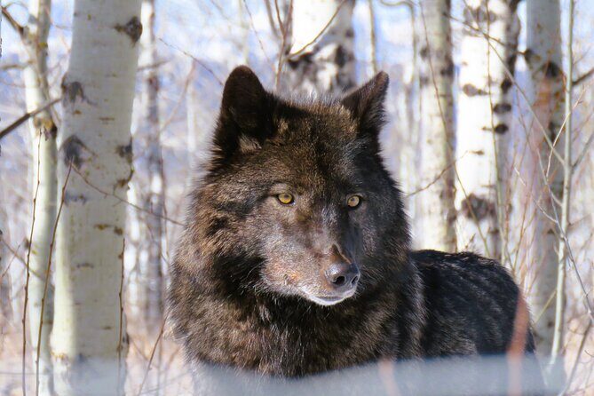 Wolfdog Sanctuary and Banff Day Trip - Who Would Enjoy This Tour?