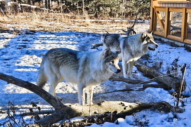 Wolfdog Sanctuary and Banff Day Trip - Final Thoughts