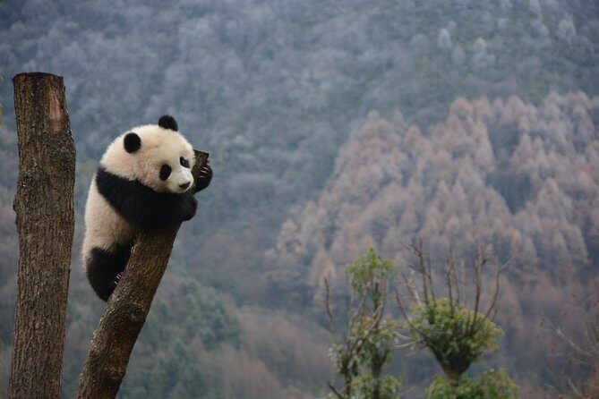 Wolong Panda Base Private Day Tour Optional Volunteering - Exploring the Itinerary in Detail