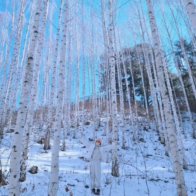 Wondae-ri Birch Forest and In-je Maebawi Icewall Day Tour - Wondae-ri Birch Forest and In-je Maebawi Icewall Day Tour: A Winter Wonderland Experience