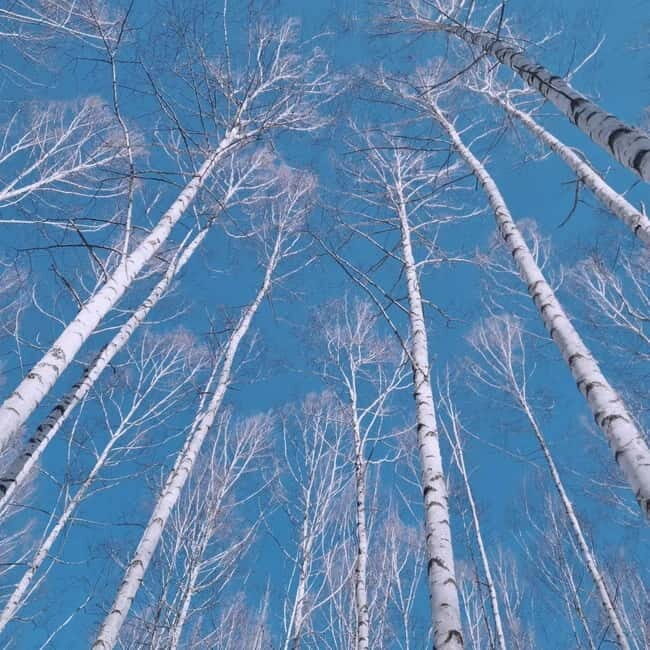 Wondae-ri Birch Forest and In-je Maebawi Icewall Day Tour - Who Should Consider This Tour?