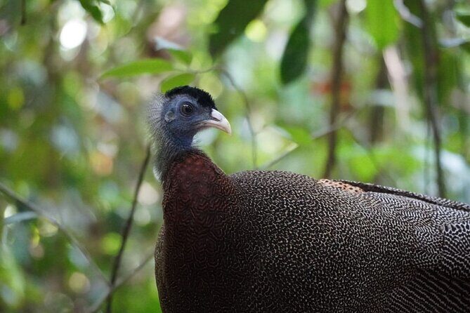 Wonderful 2Days 1Night Bukit Lawang Jungle Trekking Free Rafting - Discover the Jungle of Bukit Lawang: A 2-Day Adventure with Orangutans and Wildlife